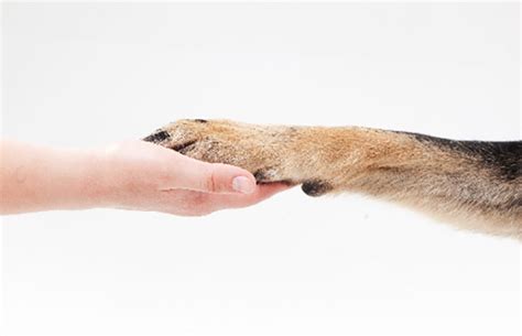 飼養人|終生飼養とは？ペットに最後まで添い遂げるのに必要。